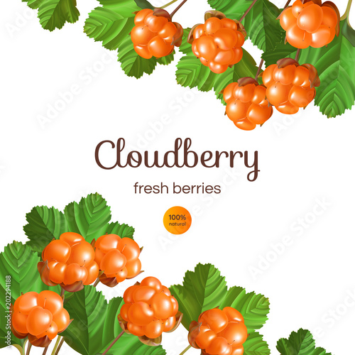 Banner with Cloudberry on white background. Design with place for text.