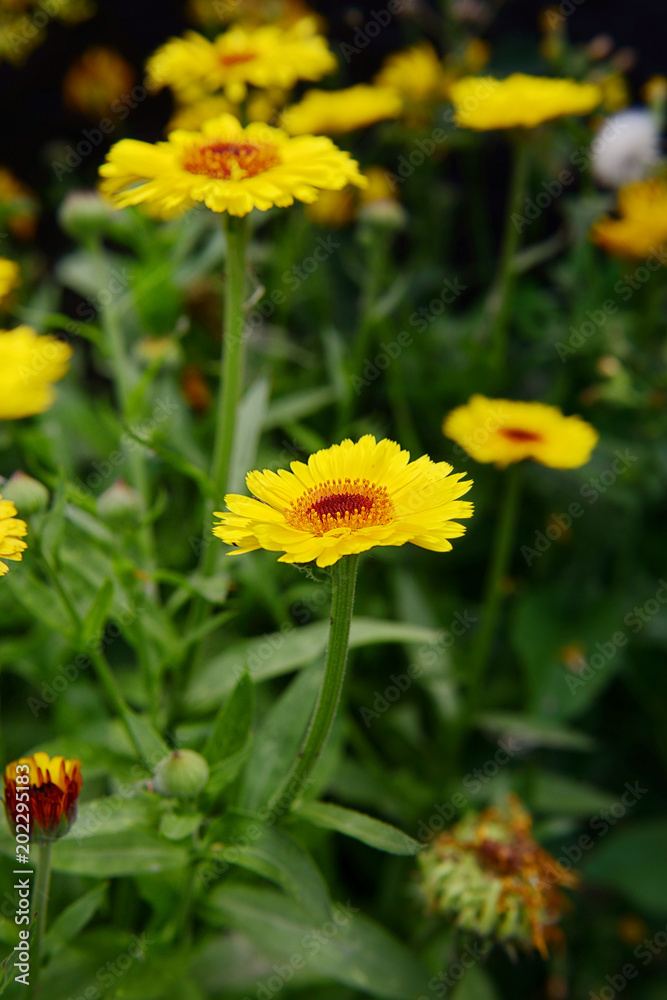 A calendula of yellow color grows in the garden on a summer day.Garden flowers. A calendula of yellow color grows in the garden on a summer day.Garden flowers.