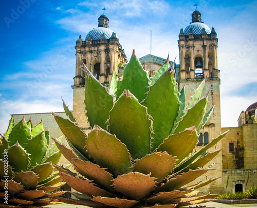 Photography View to Oaxaca cathedral with agave plant Mexico