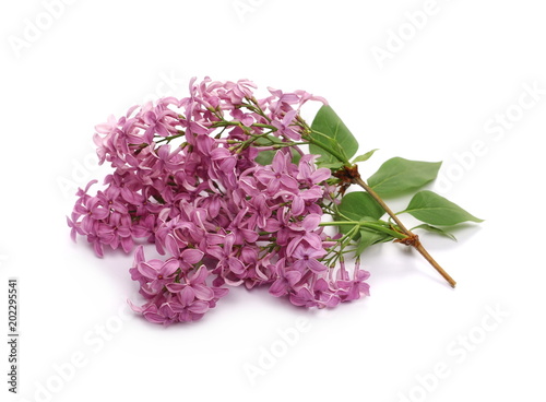 Purple lilac isolated on white background