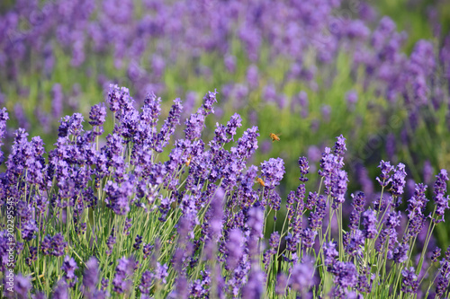 English lavender farm with honey bees                                                                     