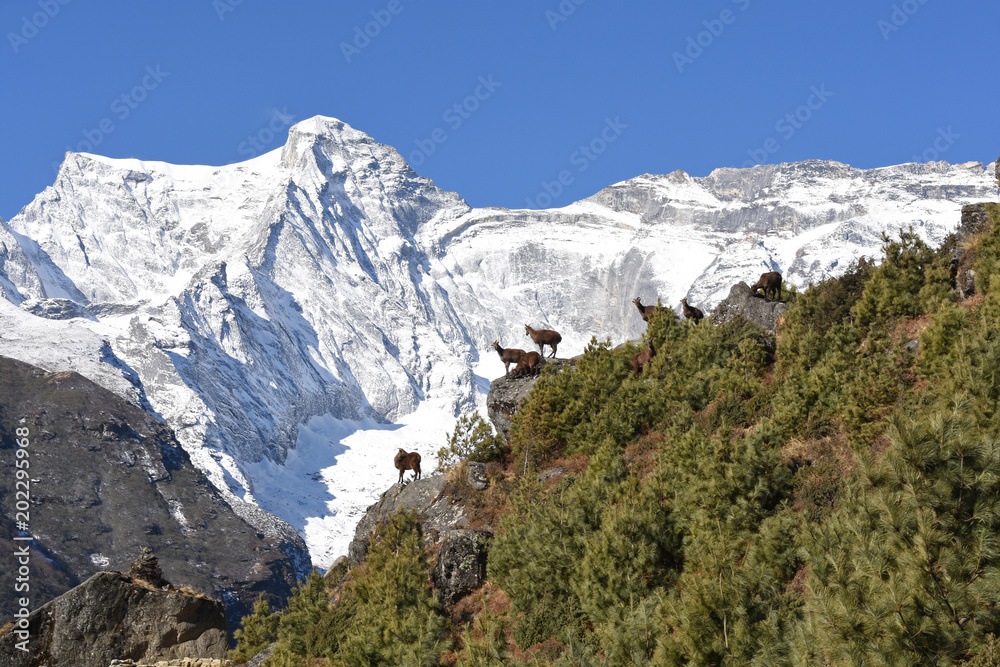 Himalayan serows in front of Kongde Ri in Namche Bazaar