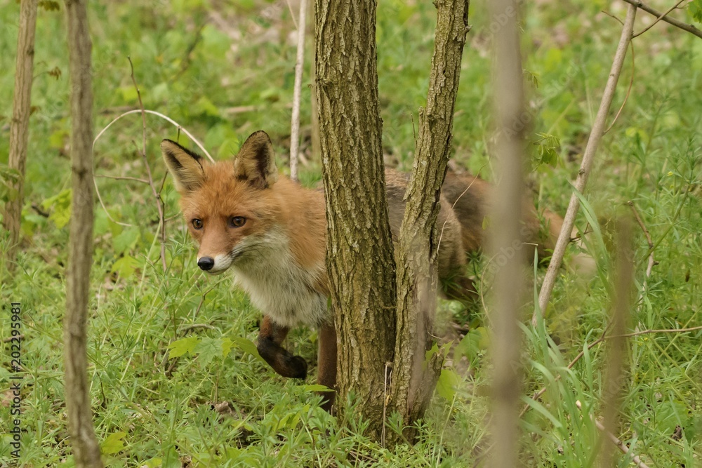 ein Rotfuchs rennt durch den Wald