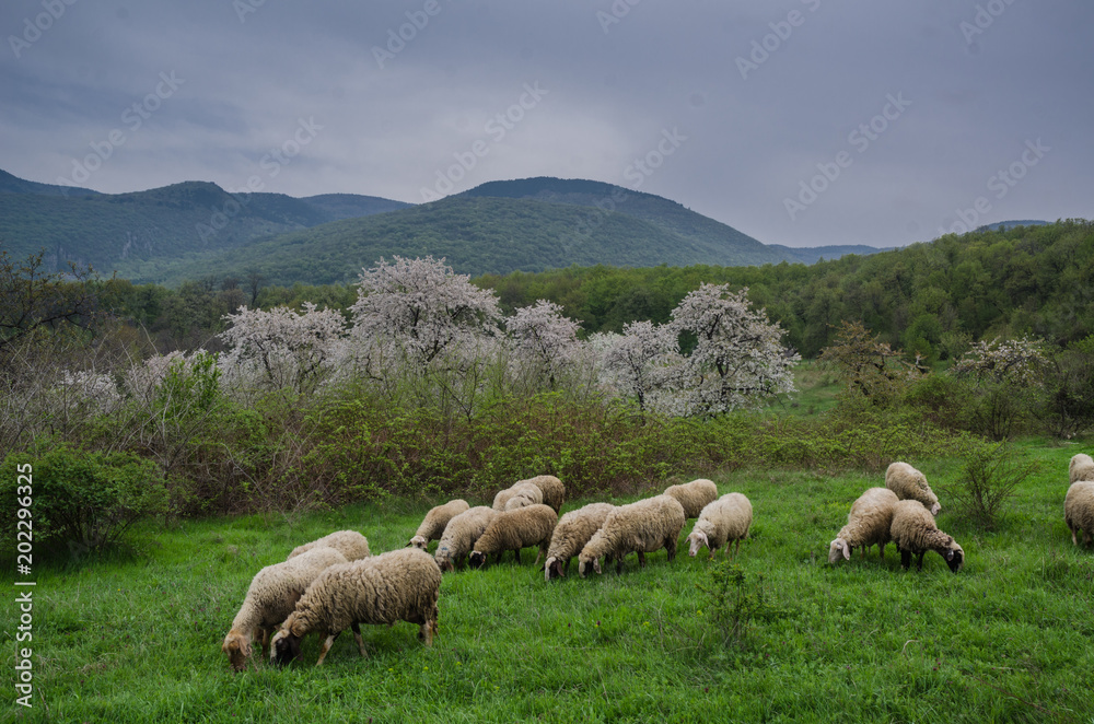 Sheep galore