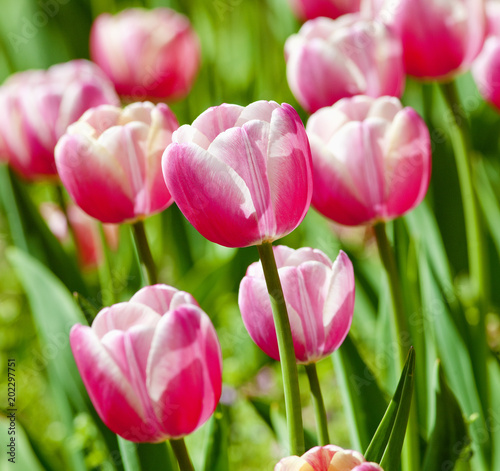 Closeup of Tulip Flower at Blossom