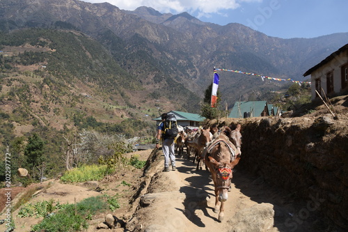 Mules on the path in Kharikhola, Nepal photo