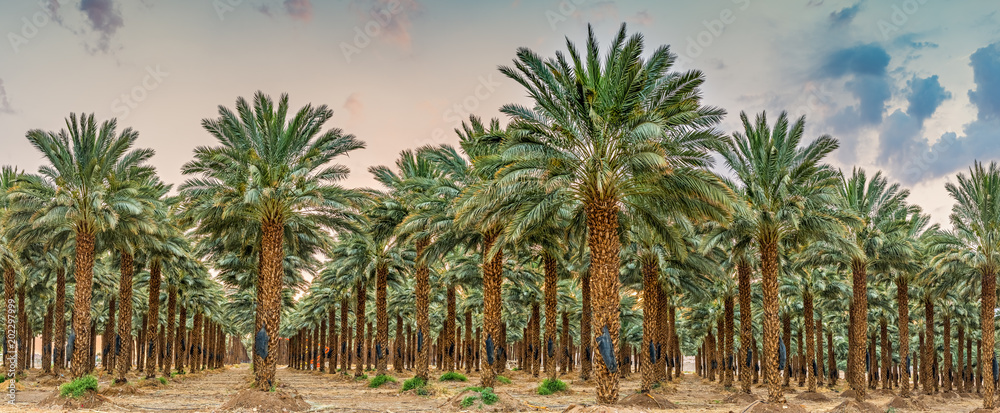 Fototapeta premium Plantation of date palms - tropical agriculture, routine maintenance at dawn