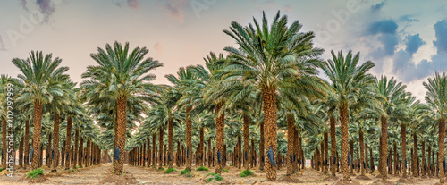 Plantation of date palms - tropical agriculture, routine maintenance at dawn