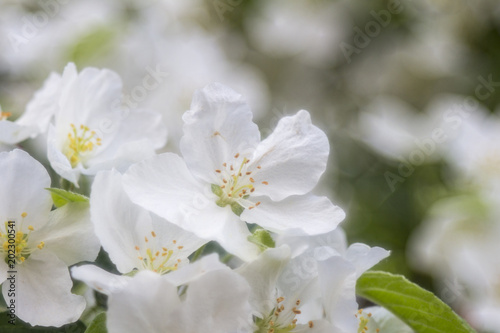 Macro of an apple blossom