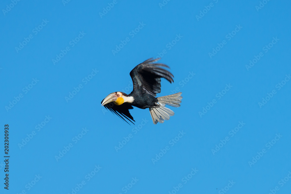 Obraz premium Wreathed hornbill at Khao Yai national park, THAILAND