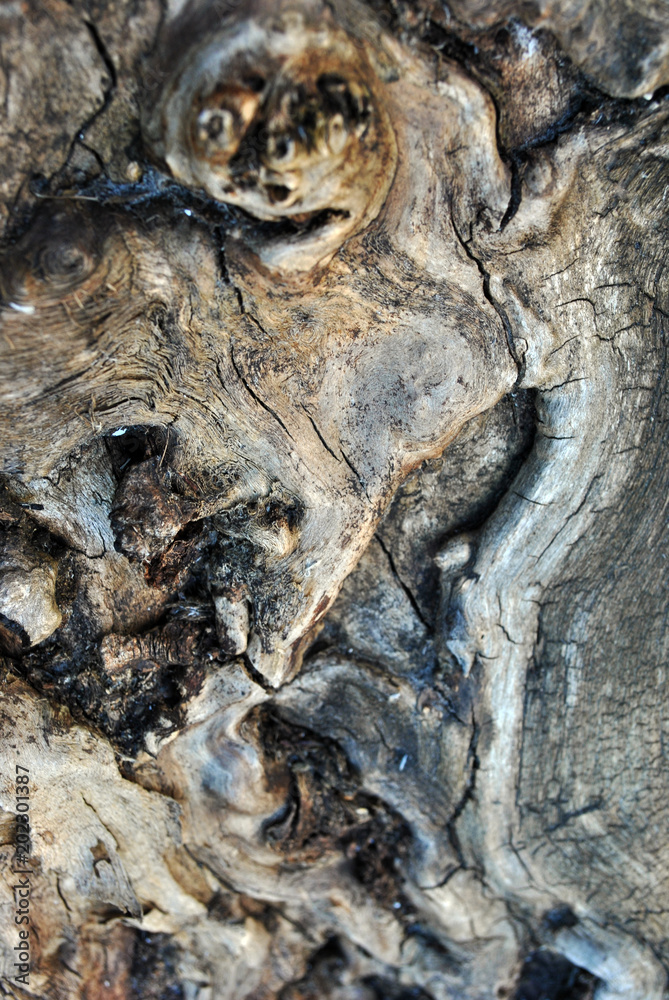 Tree weird abstract texture close up, vertical background Tree weird abstract texture close up, vertical background