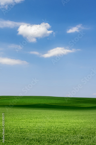 Spring or summer minimalist view of landscape with green meadow