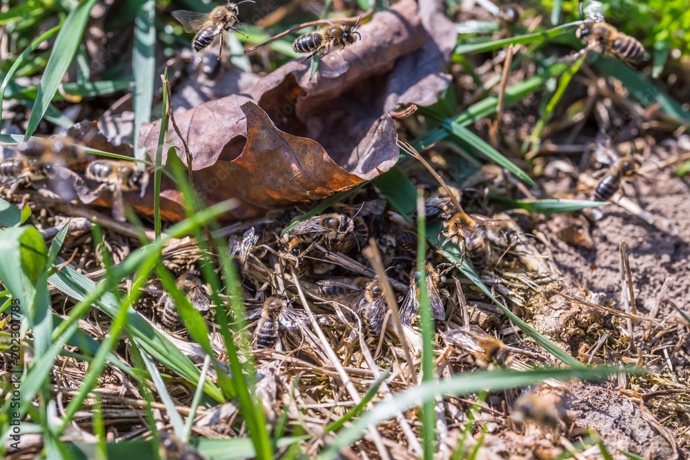 Männliche Erdbienen umzingeln weiblichen Erdbiene Männliche Erdbienen umzingeln weiblichen Erdbiene