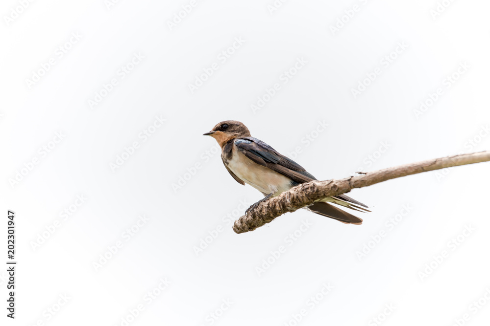 Fototapeta premium barn swallow bird