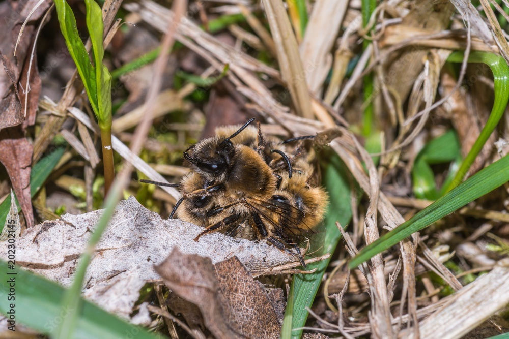 Männliche Erdbienen umzingeln weiblichen Erdbiene Männliche Erdbienen umzingeln weiblichen Erdbiene