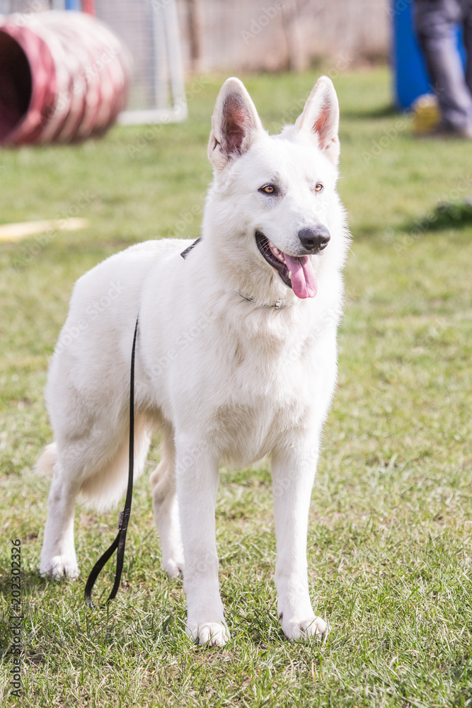 portrait on the outside of a Swiss white shepherd