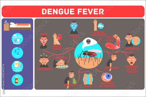 Dengue fever concept. Mosquito-borne tropical disease. Infographic showing different symptoms and methods of prevention. Vector design