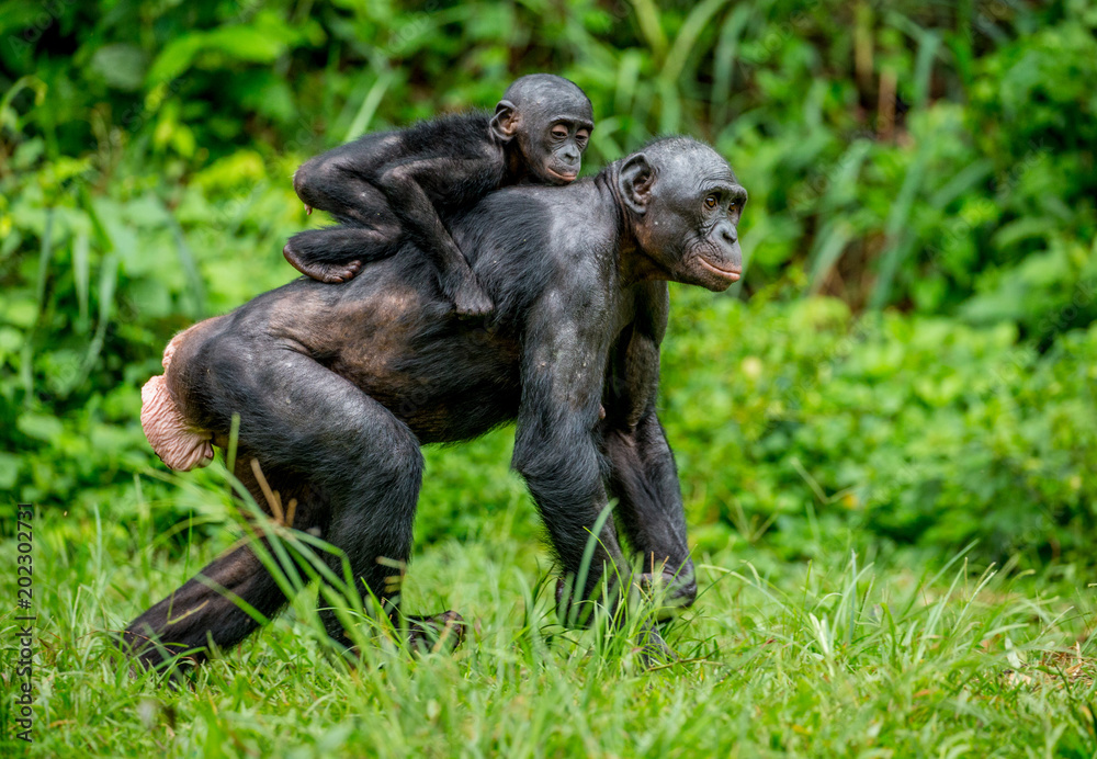 Bonobo mother with a baby on a background of a tropical forest. Democratic Republic of the Congo. Africa. Bonobo mother with a baby on a background of a tropical forest. Democratic Republic of the Congo. Africa.