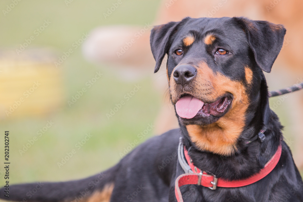 portrait of a beauceron dog outdoors on a field of obedience in belgium