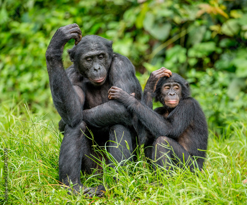 Bonobo mother with a baby on a background of a tropical forest. Democratic Republic of the Congo. Africa.