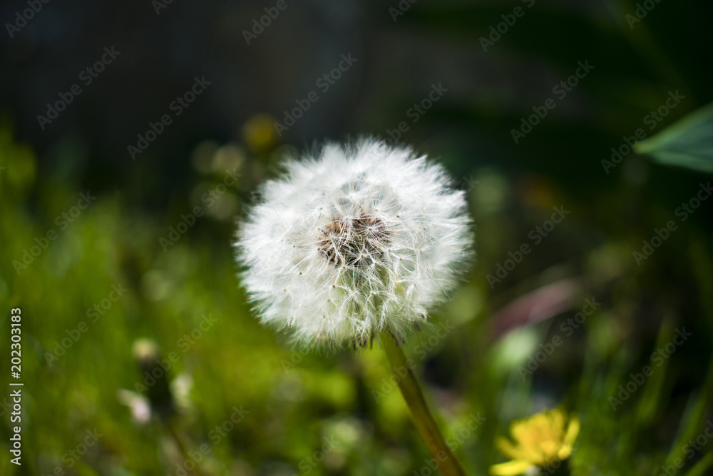 dandelion against the background of a clearing dandelion against the background of a clearing