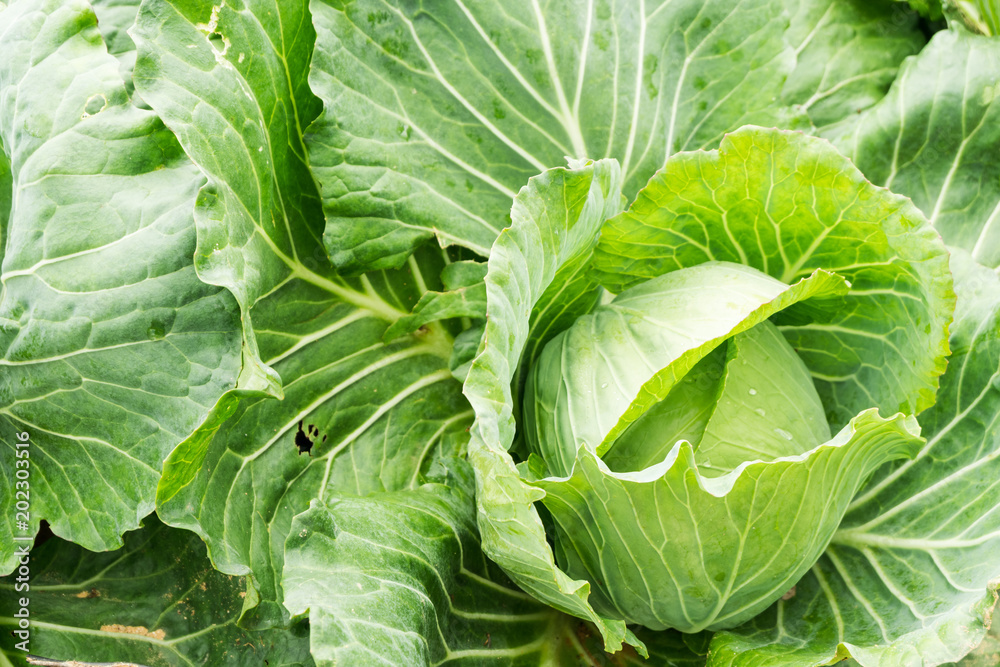 Close up on fresh cabbage in harvest field. Cabbage are growing in garden background. Close up on fresh cabbage in harvest field. Cabbage are growing in garden background.