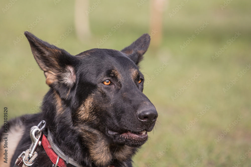 portrait of a german sheepherd dog outdoors on a field of obedience in belgium