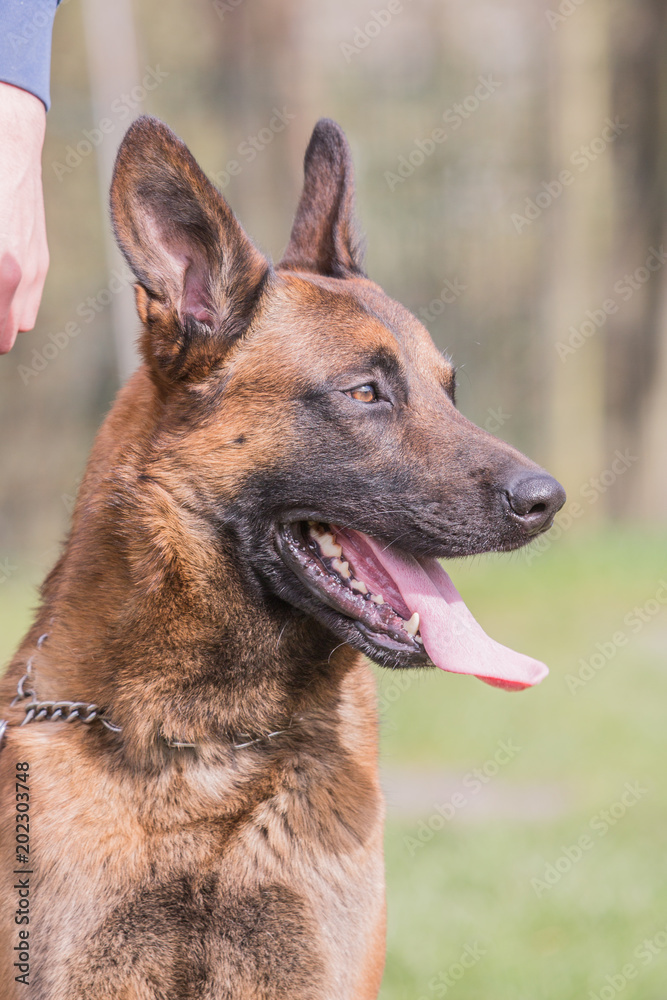 portrait of a german sheepherd dog outdoors on a field of obedience in belgium portrait of a german sheepherd dog outdoors on a field of obedience in belgium