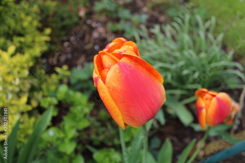 Wallpaper Mural Tulpen nach dem Regen Torontodigital.ca