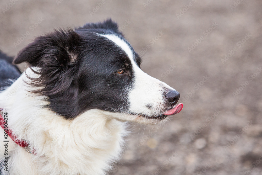 Portrait of a border collie dog outdoors in Belgium