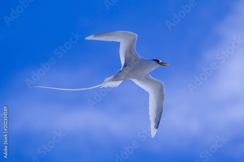Weißschwanz-Tropikvogel (Phaethon lepturus) im Flug über Praslin, Seychellen. photo