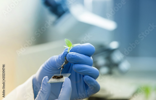 Biologist holding seedling above glass for microscope test photo