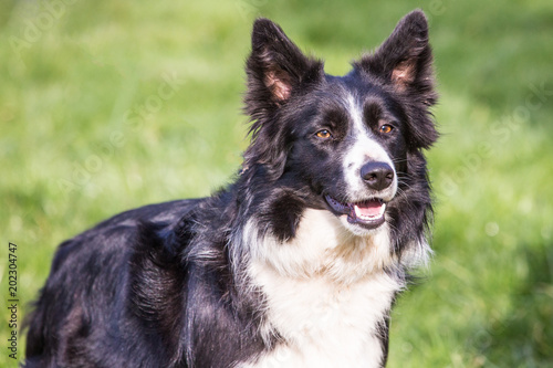 Portrait of a border collie dog outdoors in Belgium © Eric