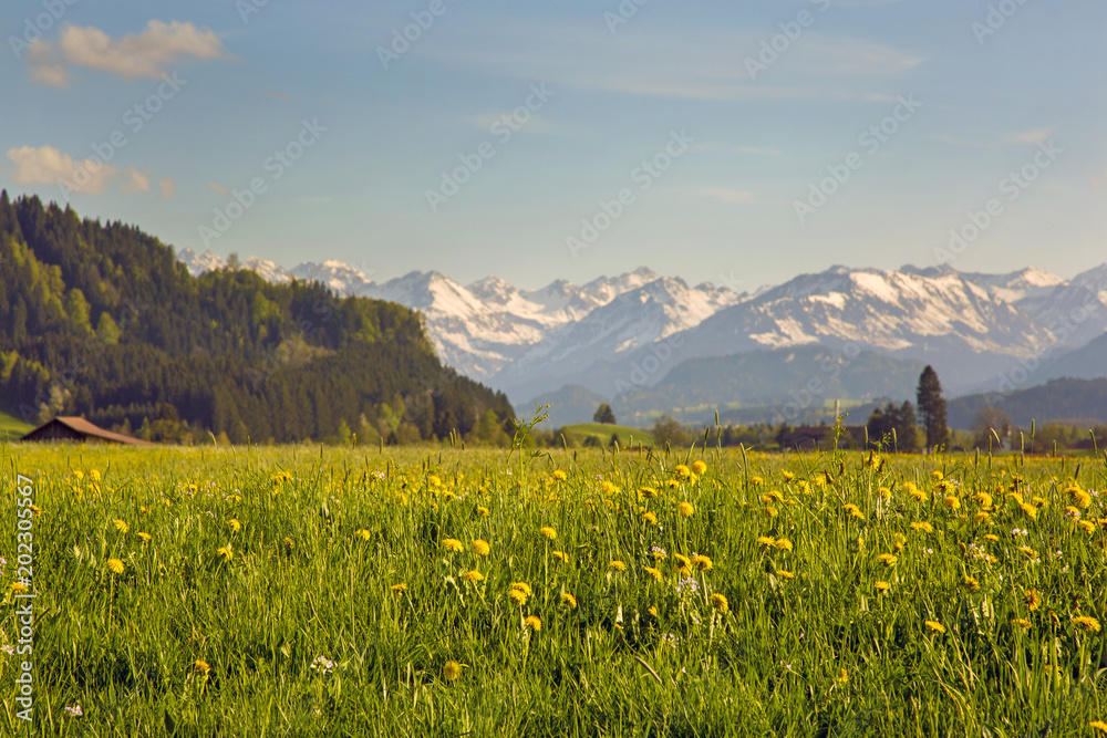 Allgäu - Frühling - Wiese - Löwenzahn - Berge - typisch