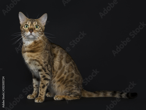 Young adult shiny female with yellow / green eyes bengal cat sitting side ways and looking at camera isolated on black background