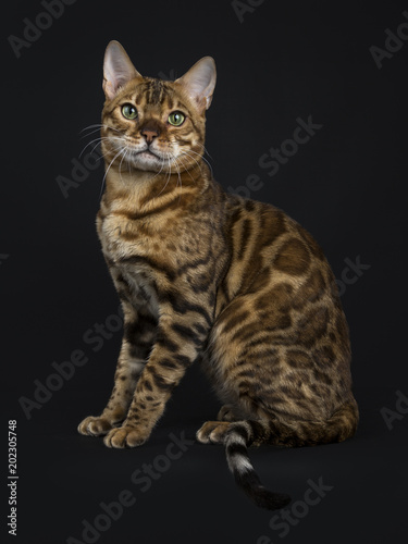 Adult shiny male with green eyes bengal cat sitting side ways and looking straight in camera isolated on black background © Nynke