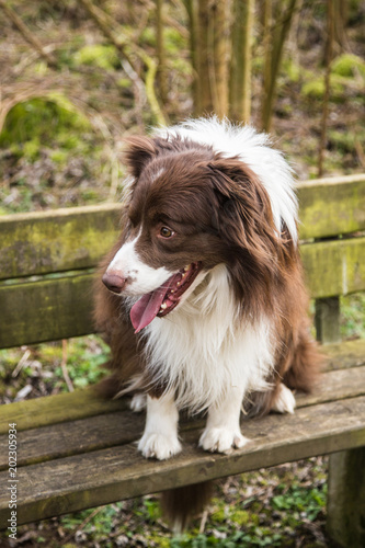 Portrait of a border collie dog outdoors in Belgium