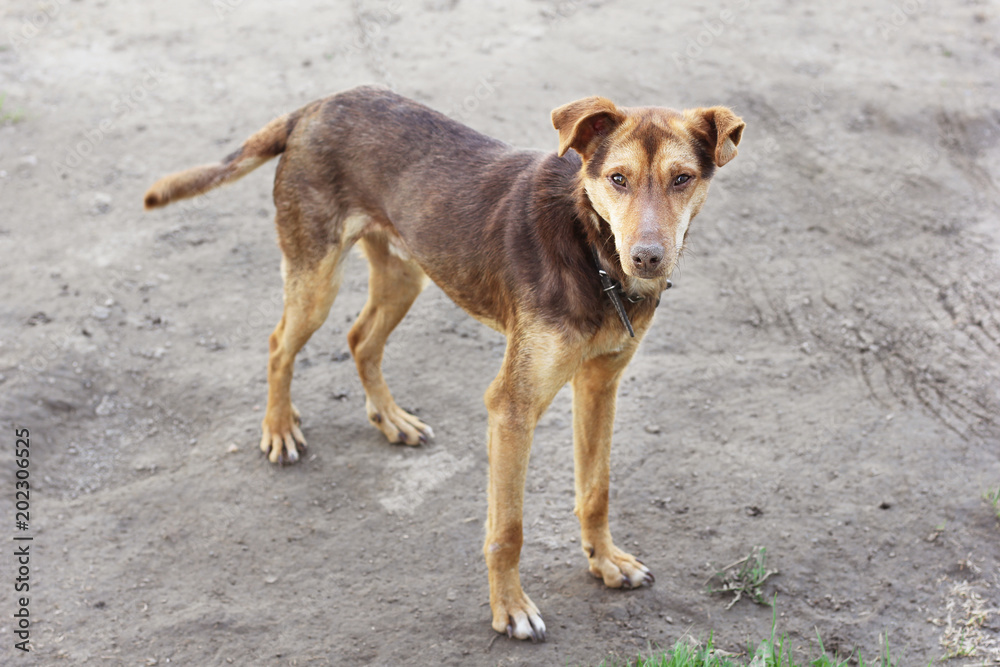 Brown dog on a leash near a private house Brown dog on a leash near a private house