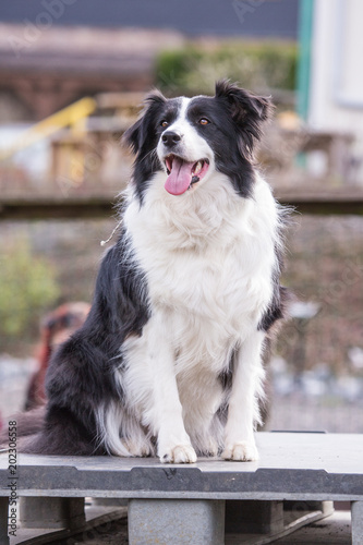 Portrait of a border collie dog outdoors in Belgium © Eric