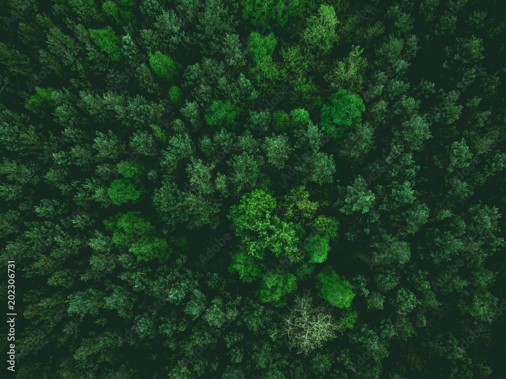 aerial view over forest at spring - obrazy, fototapety, plakaty 