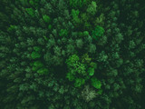 aerial view over forest at spring