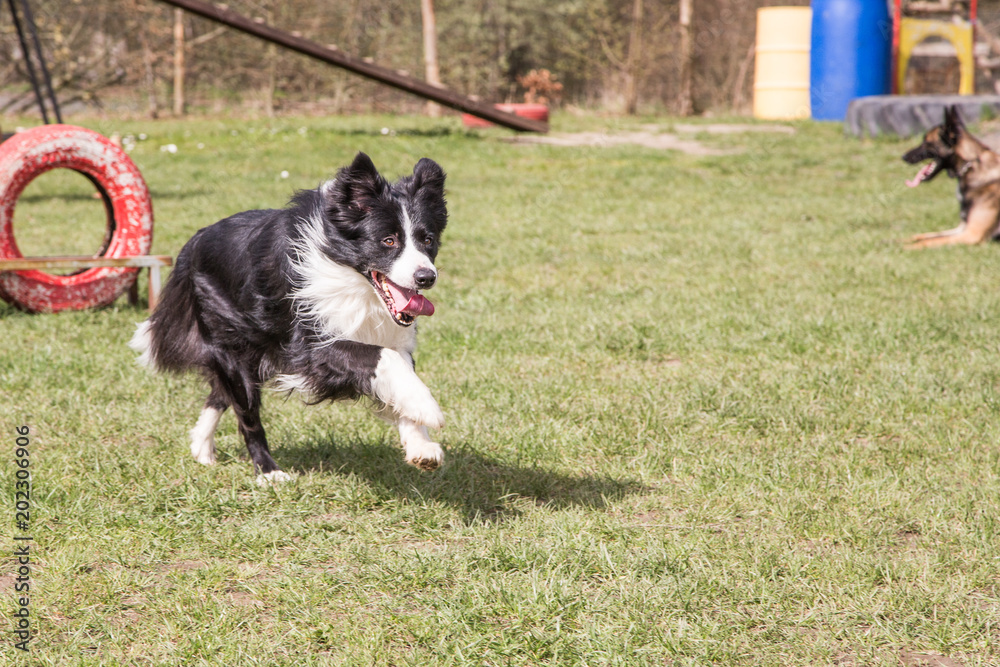 Portrait of a border collie dog outdoors in Belgium
