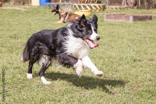 Portrait of a border collie dog outdoors in Belgium