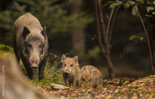 Cute swine sus scrofa family on the trip in dark forest. Group of Wild boar, mother care about small cryptic striped young babies on background natural environment of deep bush. Wildlife photography. photo