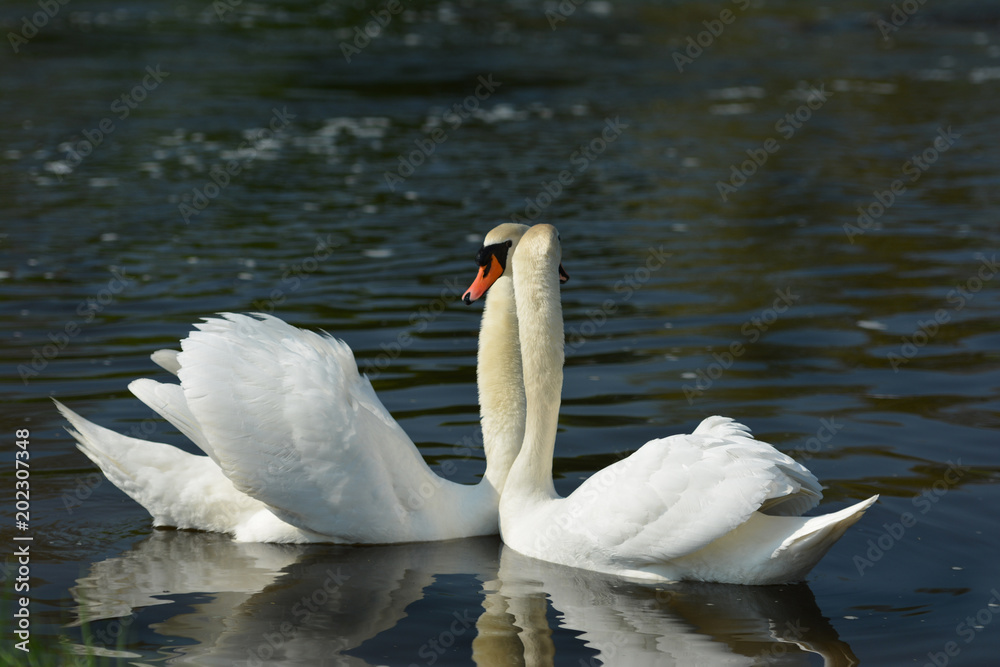 Swans couple on the river. Close up. Beautiful love. Swans couple on the river. Close up. Beautiful love.