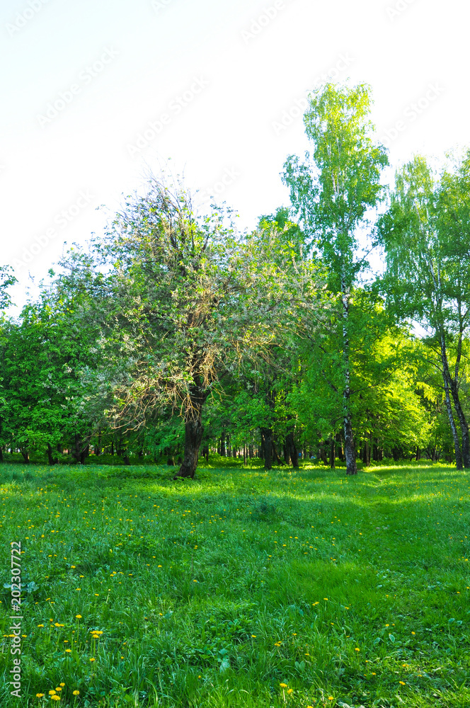 Obraz premium wild Apple tree in bloom in the meadow in the spring. in the setting sun