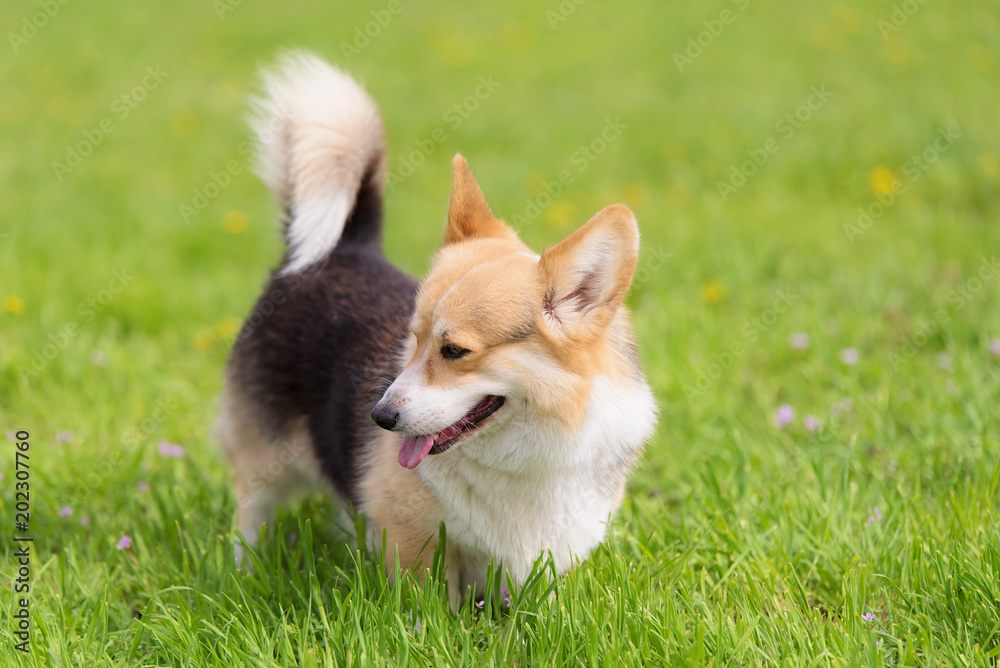 Photo of a corgi dog Photo of a corgi dog