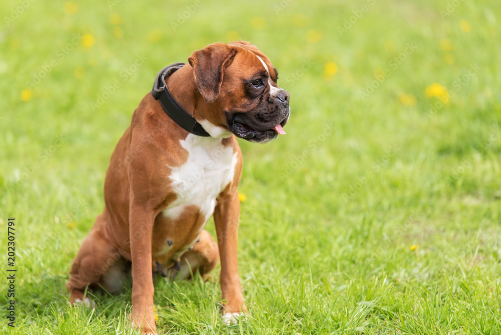 Portrait of a Boxer dog in green