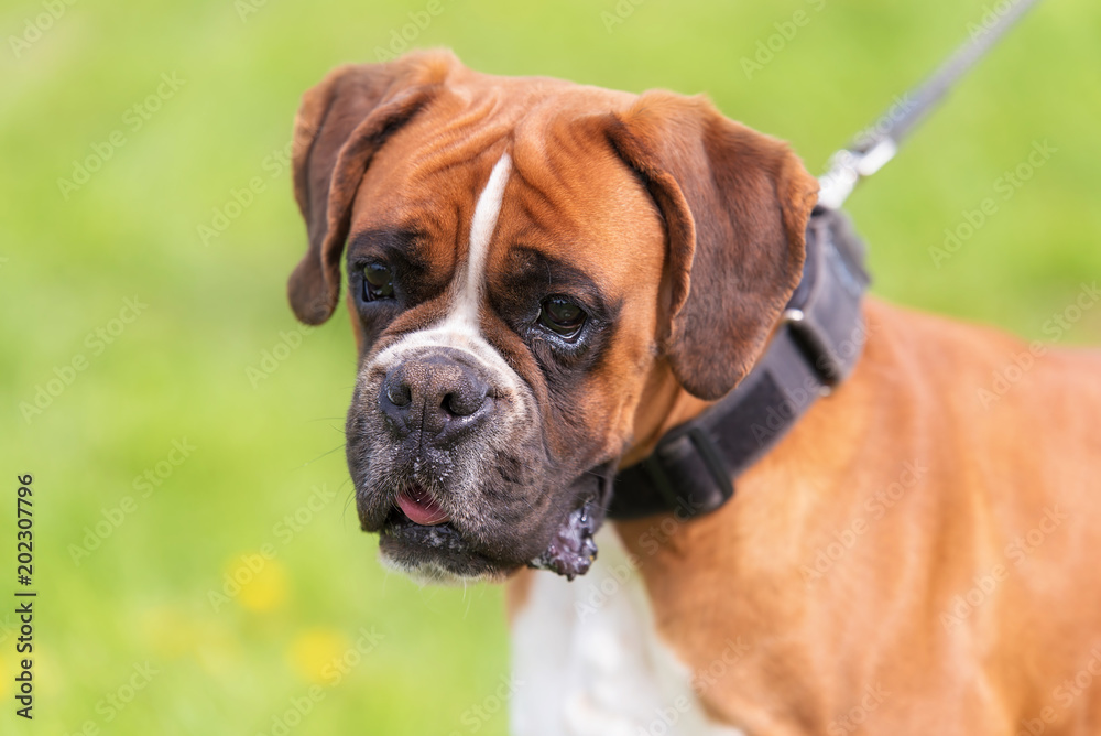 Portrait of a Boxer dog in green Portrait of a Boxer dog in green