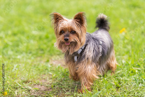 Yorkshire terrier in the park